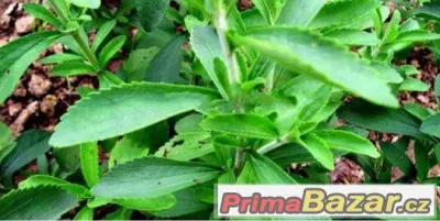 stevia