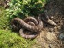 Lampropeltis getula floridana 1.0 chovný OSTRAVA