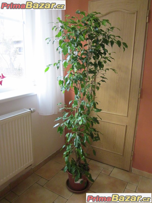 Fikus benjamina 1,7m - ficus živá rostlina