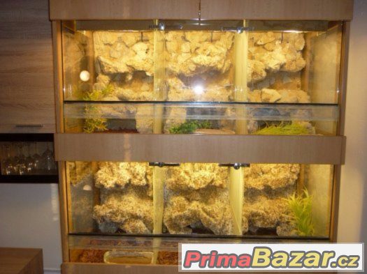 terarium-6v1