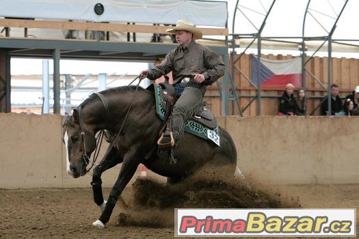 Připouštení Quarter Horse hřebcem A JAC O RIMA