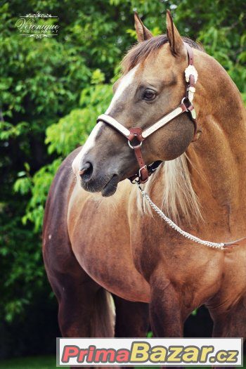 Připouštení Quarter Horse hřebcem A JAC O RIMA