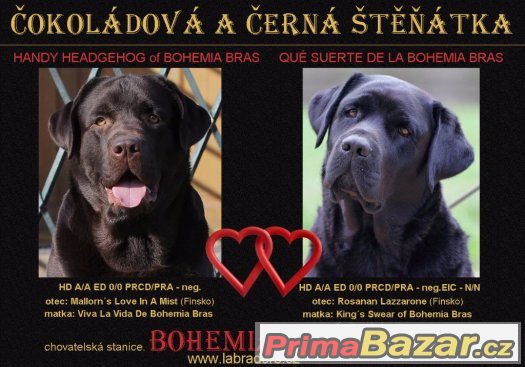labrador-retriever-temne-cokoladovy-pejsek-prave-k-odberu