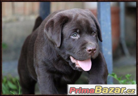 LABRADOR RETRIEVER – temně čokoládový pejsek právě k odběru LABRADOR RETRIEVER – temně čokoládový pejsek právě k odběru