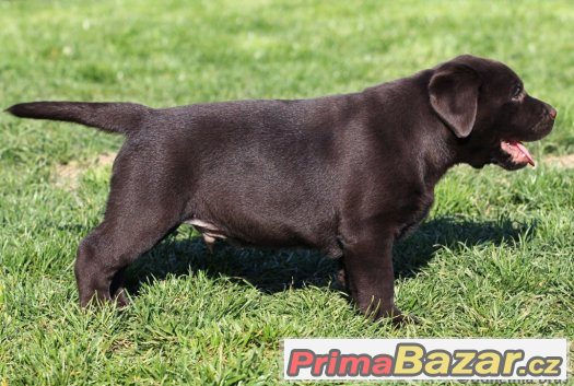 LABRADOR RETRIEVER – temně čokoládový pejsek právě k odběru LABRADOR RETRIEVER – temně čokoládový pejsek právě k odběru