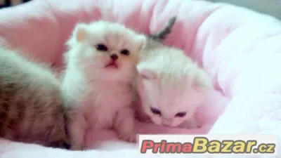 luxusní britské chinchila a whiskas kotátka