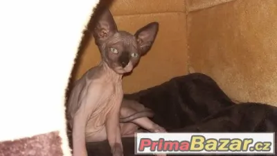 Kanadský sphynx