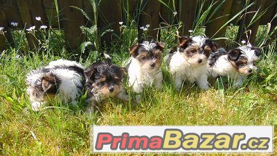 Biewer yorkshire terrier - štěňátka s PP Biewer yorkshire terrier - štěňátka s PP