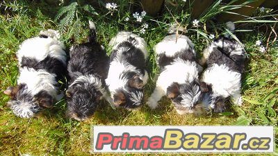 Biewer yorkshire terrier - štěňátka s PP Biewer yorkshire terrier - štěňátka s PP