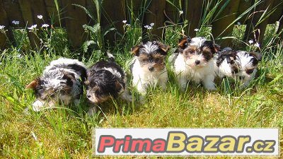 Biewer yorkshire terrier - štěňátka s PP Biewer yorkshire terrier - štěňátka s PP
