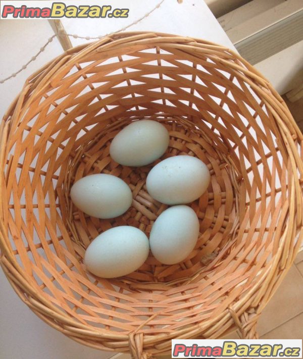 Araukana násadová vejce