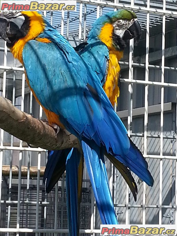 zlato-a-modry-ara-papousci