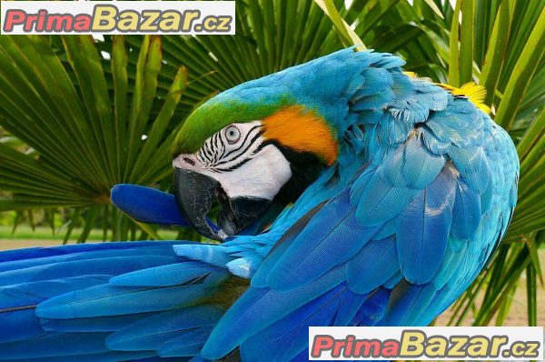 Zlato a Modrý ara papoušci