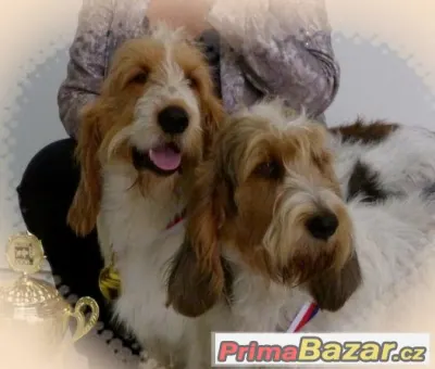 VELKÝ HRUBOSRSTÝ VENDEESKÝ BASSET