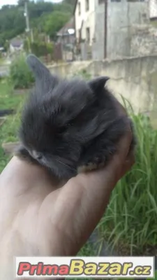 Krásná sametová samička zakrslého beránka