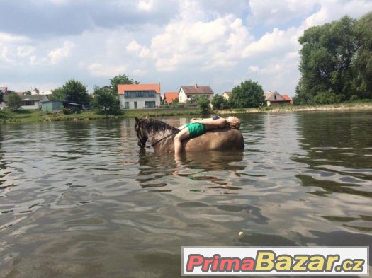 Plavení s koníkama Praha 9