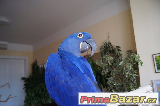 Papouščí show - 9 arů, 8 kakadu, 4 žaci, eklektus