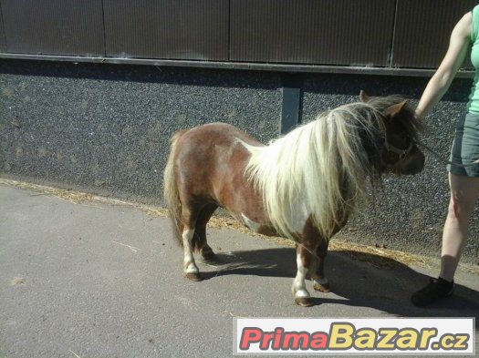 prodam-klisny-v-typu-mini-pony-import-holandsko