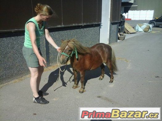 Prodám klisny v typu mini pony - import Holandsko