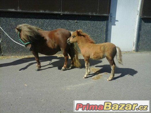 Prodám klisny v typu mini pony - import Holandsko