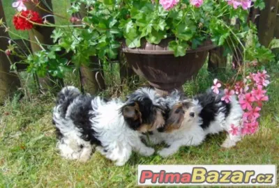Biewer yorkshire terrier - štěňátka s PP