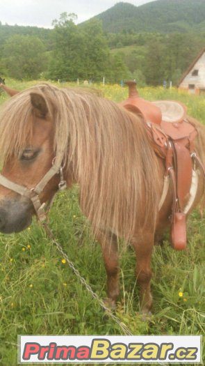 Prodám klisnu v typu mini - ponny, import Holandsko