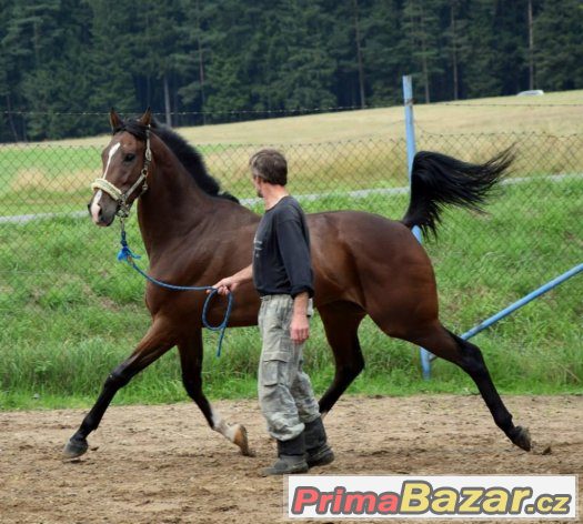 Prodám valacha, 6 let - TROPICAL TEN - 70 000 Kč