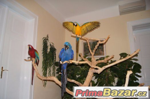 Zážitek s ochočenými papoušky ara, kakadu, žako, eklektus
