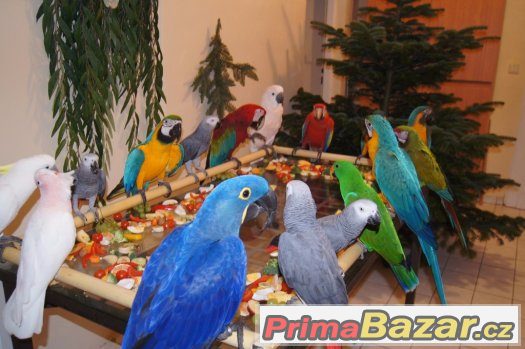 Zážitek s ochočenými papoušky ara, kakadu, žako, eklektus