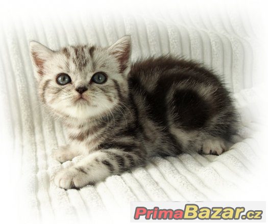 Britská stříbřitá koťátka (silver spotted, blotched tabby)