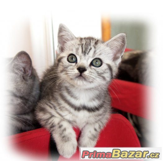 Britská stříbřitá koťátka (silver spotted, blotched tabby)