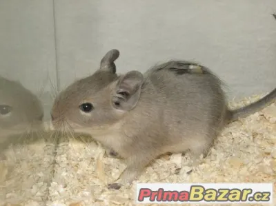Osmák degu