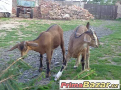 Prodám levně 50% anglonubijskou kozičku a kozlíka.