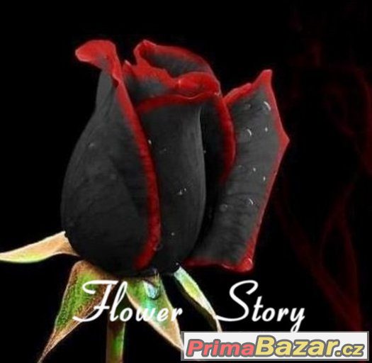 Semínka Black Red Rose Indiris