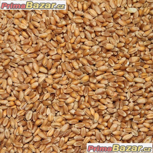 Pšenice a ječmen