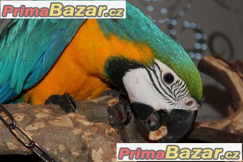 ara-papousci-6000-kc