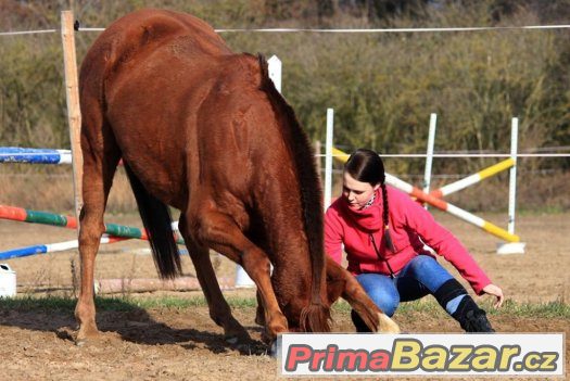 Nabídka ježdění - hledá se jezdec Nabídka ježdění - hledá se jezdec