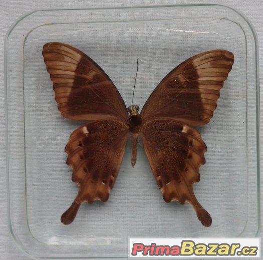 Motýl ve skle - Papilio blumei