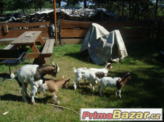 Holandská kozička a kozlíci Holandská kozička a kozlíci