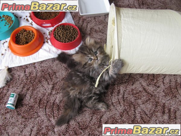 Prodám perská koťátka bez PP