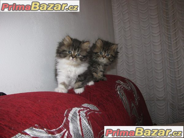Prodám perská koťátka bez PP