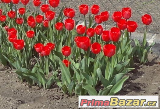 Cibule červených tulipánů