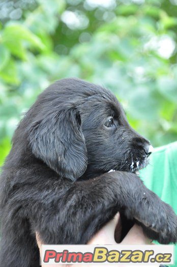 Černá štěňata Flat coated retrievera s PP