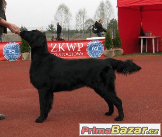 Černá štěňata Flat coated retrievera s PP