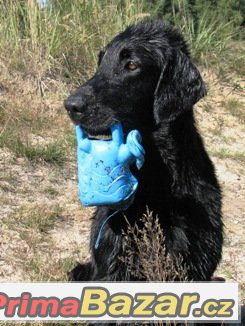 Černá štěňata Flat coated retrievera s PP