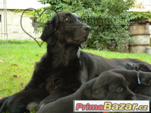 Černá štěňata Flat coated retrievera s PP