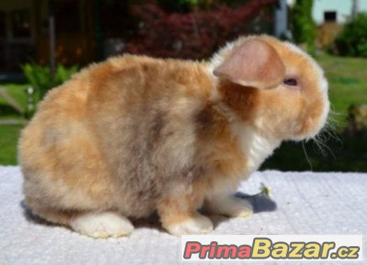 Romeo - zakrslý beránek saténrexík Romeo - zakrslý beránek saténrexík