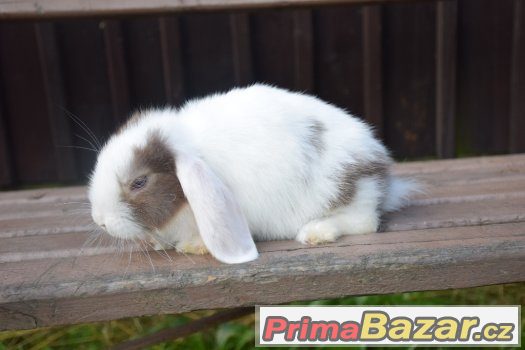 Nadherní zakrslí králíčci s výpisem předků Nadherní zakrslí králíčci s výpisem předků