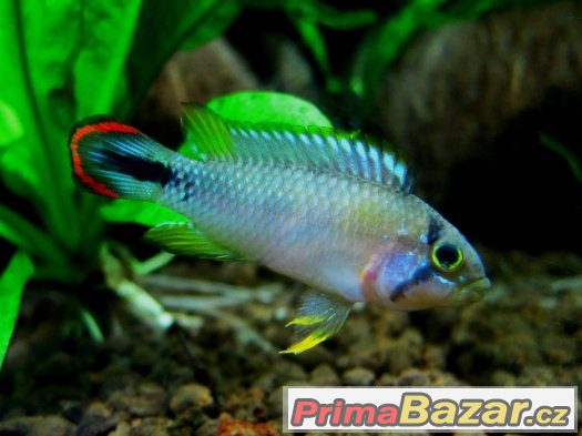 apistogramma-panduro