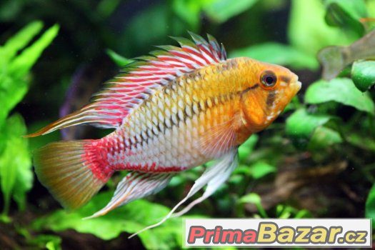 apistogramma-hongsloi